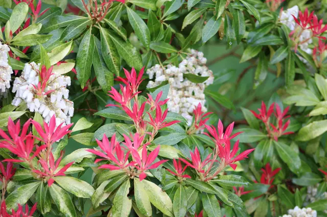 Pieris japonica s růžovými listy a bílými květy v zahradě.