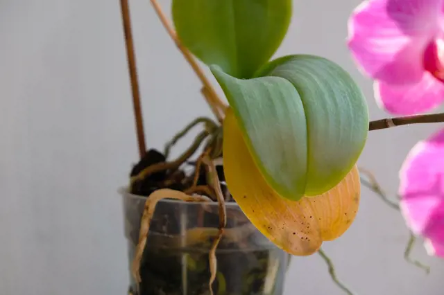 Yellowing orchid leaf with spots