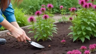Osoba sázkou zasazuje fialové květiny do zahradní půdy.