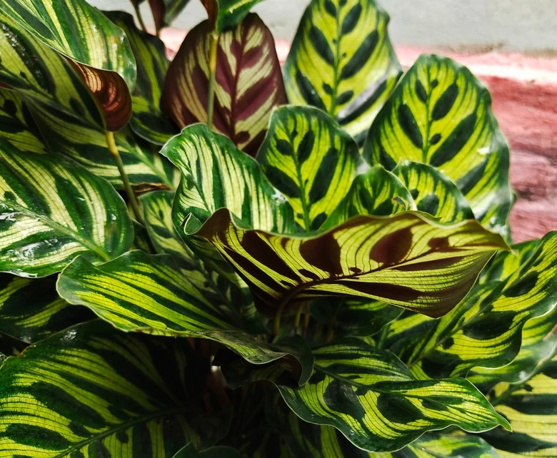 Detailní fotografie listů rostliny calathea s barevným vzorem.
