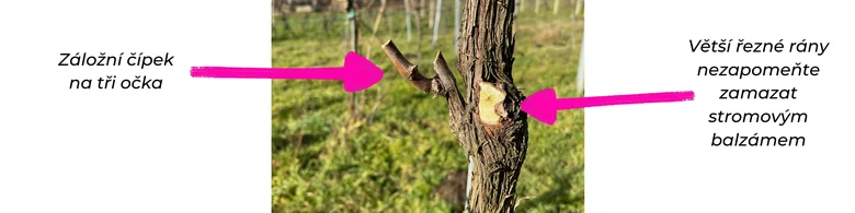 Zelená vinná réva po řezu s balzámem na ránu.