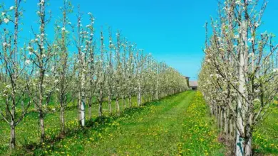 Columnar fruit trees in bloom