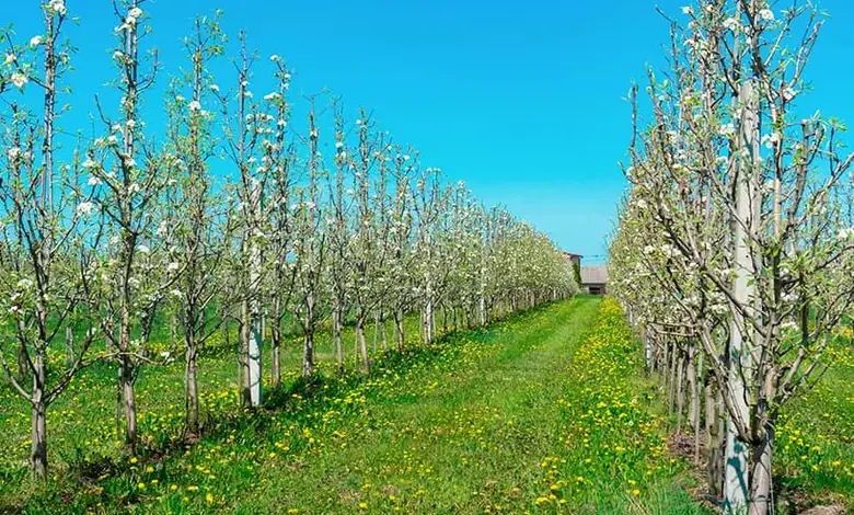 Columnar fruit trees in bloom