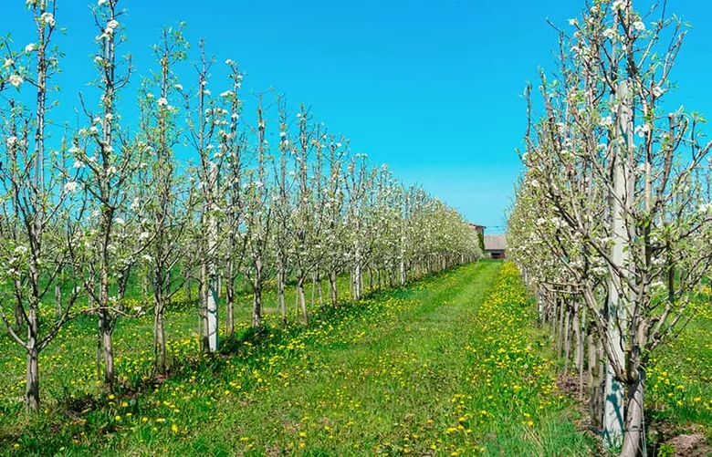 Columnar fruit trees in bloom