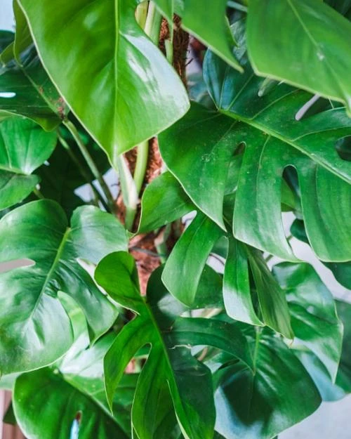 Zelená monstera rostlina s charakteristickými výřezy v listech.