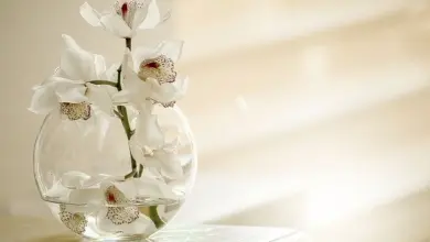 White orchids in water vase