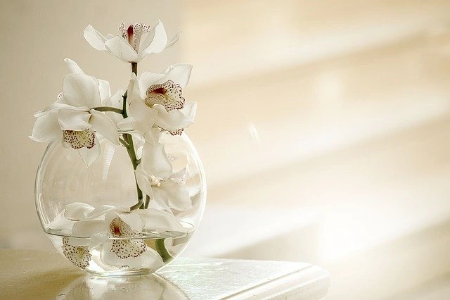 White orchids in water vase
