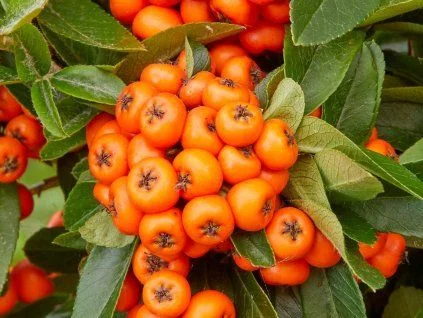 Pyracantha coccinea berries
