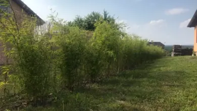 Zelený bambusový živý plot v zahradě vedle domů.