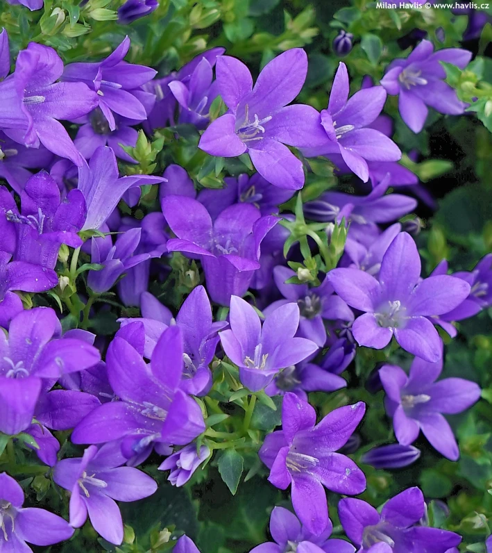 Fialové květy zvonky campanula rostoucí v zelené trávě.