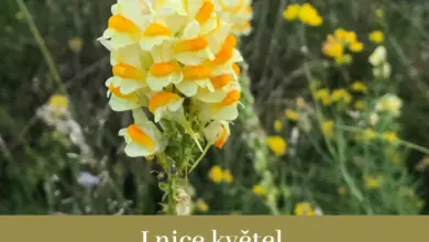 Žlutobílá květina lnice obecná na pozadí zelené trávy.