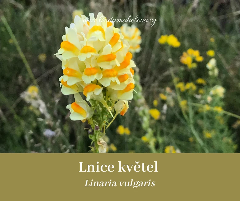 Žlutobílá květina lnice obecná na pozadí zelené trávy.