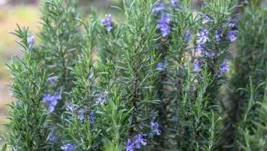 Rosemary plant with flowers