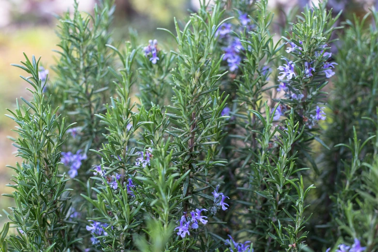 Rosemary plant with flowers