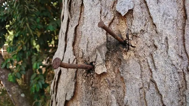 Rusty hřebíky zabité do kůry velkého stromu.