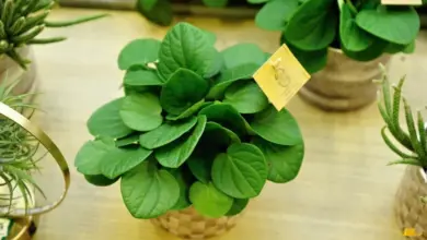 Zelená peperomie rotundifolia v košíku na dřevěném stole.