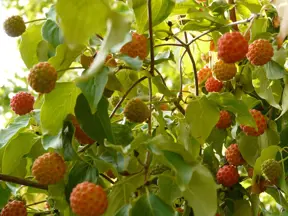 Japonský dřínek s dozrávajícími oranžovými plody na stromě