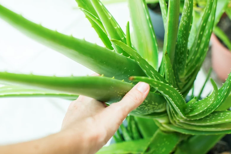 Ruka drží list aloe vera v květináči.