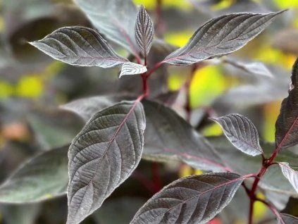 Tmavé listy japonského dřínu s výraznými žilkami na pozadí zahrady.
