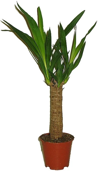 Yucca elephantips v hrnci s dlouhými zelenými listy.