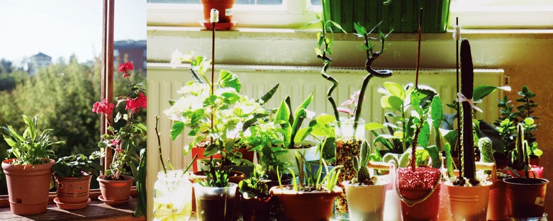 Potted plants in sunlight