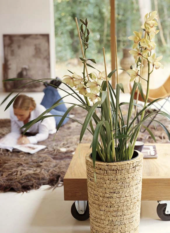 Orchide v pleteném květináči s květy na dřevěném vozíku.
