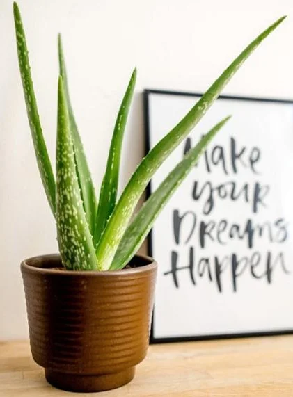 Aloe vera plant in pot