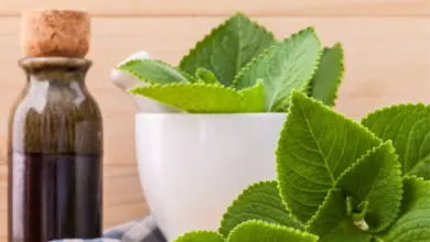 Fresh lemon balm leaves and mortar with oil