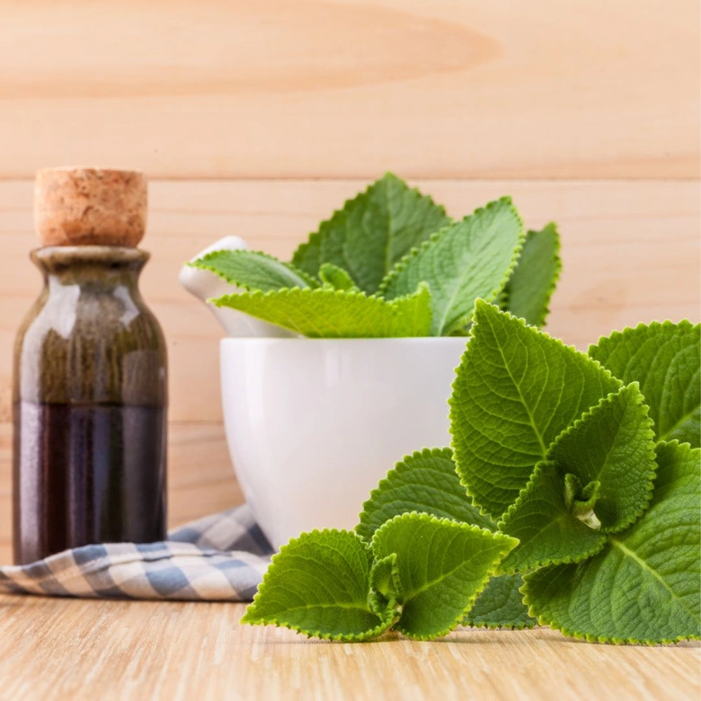 Fresh lemon balm leaves and mortar with oil