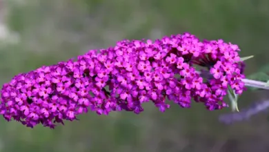 Fialový květ motýlího keře v zahradě s rozostřeným pozadím.