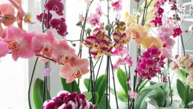 Květy fialových růžových orchidejí v bílých hrncích u okna.