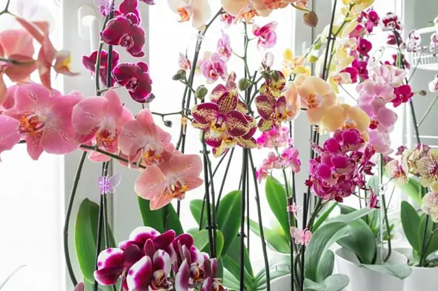 Květy fialových růžových orchidejí v bílých hrncích u okna.