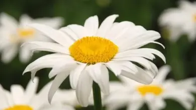 White daisy flower with yellow center