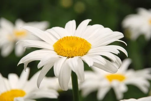 White daisy flower with yellow center
