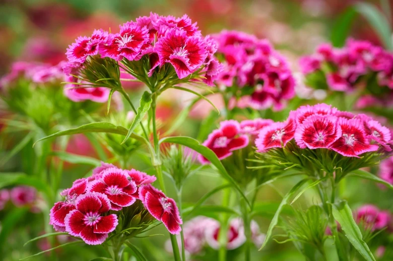 Růžové květy karafiátu Dianthus caryophyllus v plném rozkvětu.