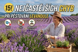Žena sbírá levanduuli v poli na jaře.