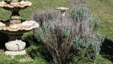 Fotografie levandule kvetoucí vedle kamenného fontánu na trávníku.