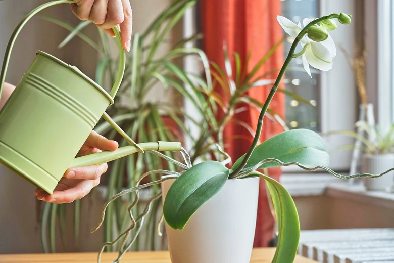 Zalévání bílé orchideje zelenou konví u okna.