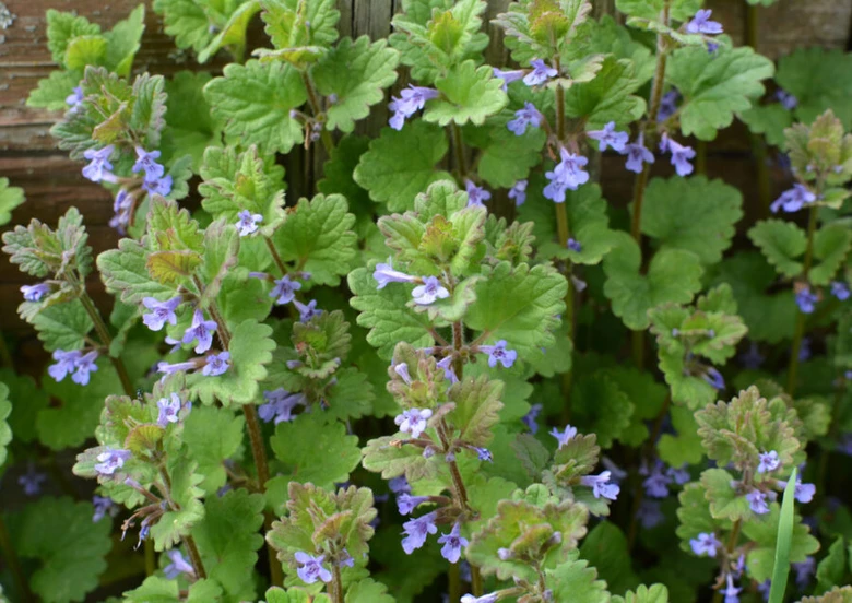 Popenec obecný s fialovými květy rostoucí u dřevěného plotu.