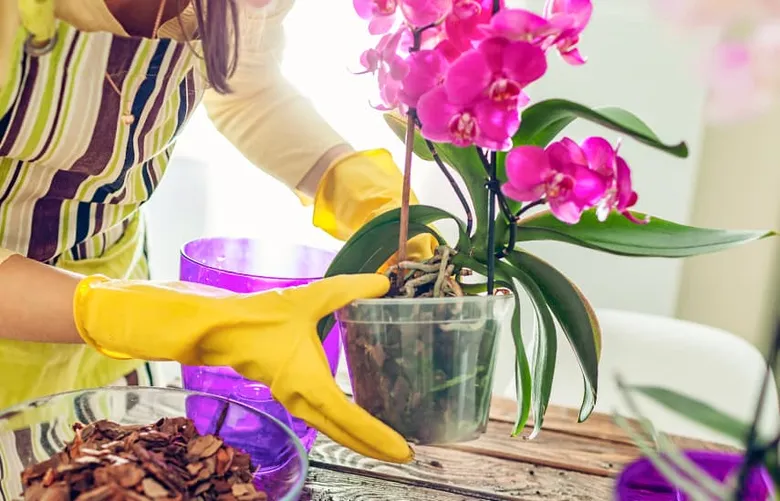 Osoba v žlutých rukavicích přesazuje fialovou orchidej do nového květináče.