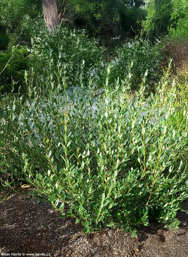 Křovina jamovce úzkolistého rostoucí v zahradě s okolní vegetací.