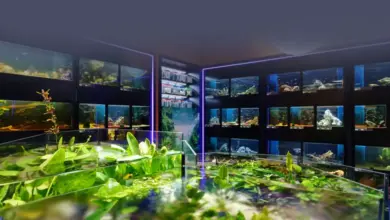 Akvarium s rostlinami v popředí a ryby na pozadí.