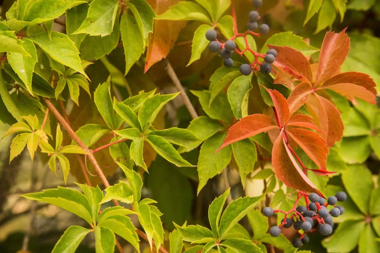 Rychle rostoucí popínavá rostlina s pětlistými listy a plody