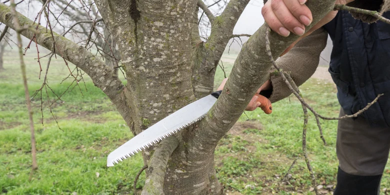 Osoba řezá větev na stromě pilou v zahradě.