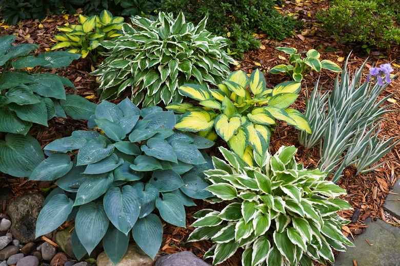 Hostas in garden bed