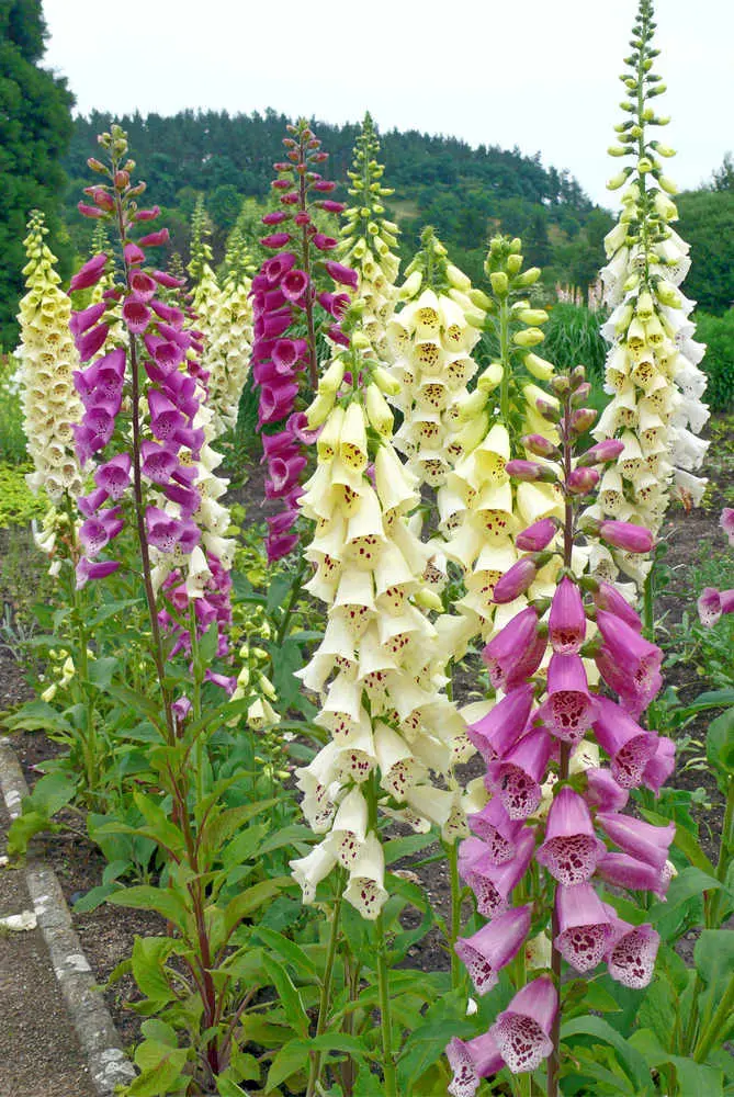 Fotografie okrasné jedovaté kopřivy Digitalis v zahradě.