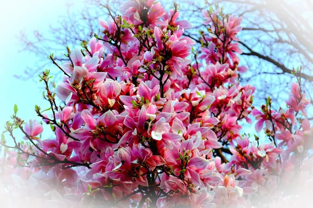 Růžové květy magnolie na větvích před modrou oblohou.