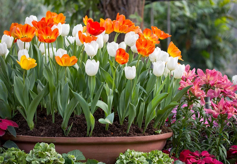Květináč s barevnými narcisovými tulipány v zahradě