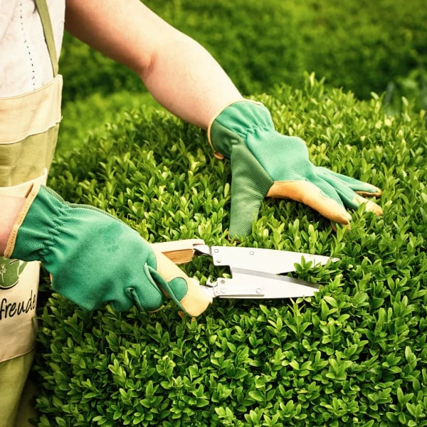 Osoba v rukavicích stříhá buxus zahradními nůžkami.