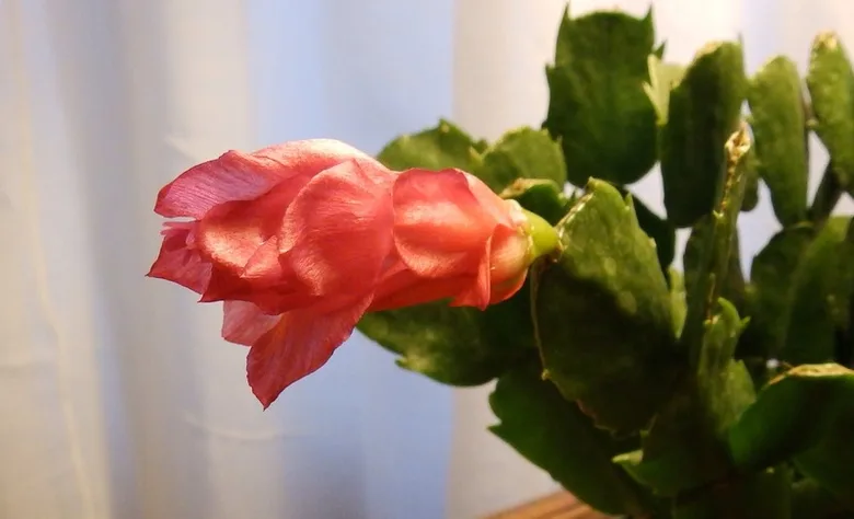 Růžový pupen vánočního kaktusu na zelené rostlině.